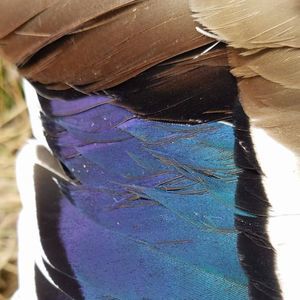 Meet your Posher, Dan